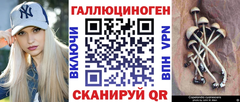 Псилоцибиновые грибы Cubensis  ссылка на мегу онион  Зверево  где продают  
